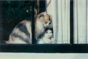Holland Cats, NL 1997