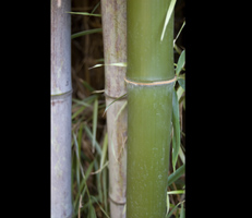 Bamboo