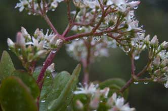 Blooming Jade