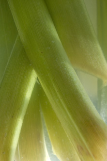 Cal Lily Stems in Water