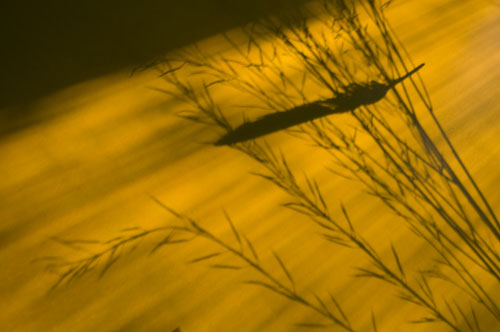 Crow Feather in Red Mustard Shadows