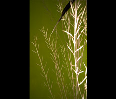 Dry Mustard with Crow Feather