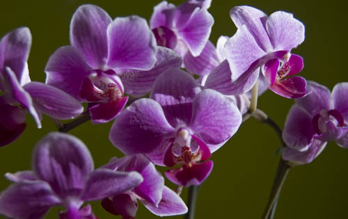 Orchid 1