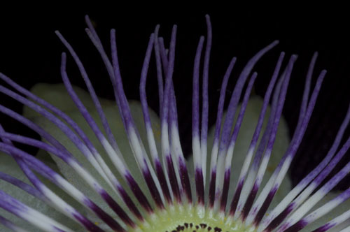 Passion Flower