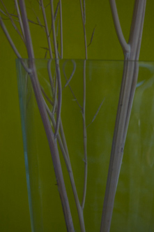 Red Mustard Stems