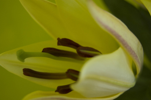 Yellow Lily 2